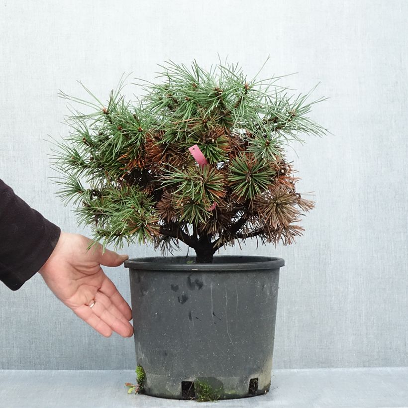 Amostra de Pinus mugo Humpy Vaso de 7,5 L/10 L tal como entregue no outono