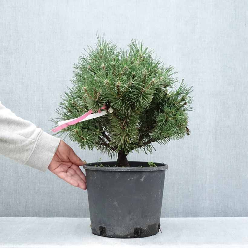Amostra de Pinus mugo Humpy Vaso de 7,5 L/10 L tal como entregue no verão