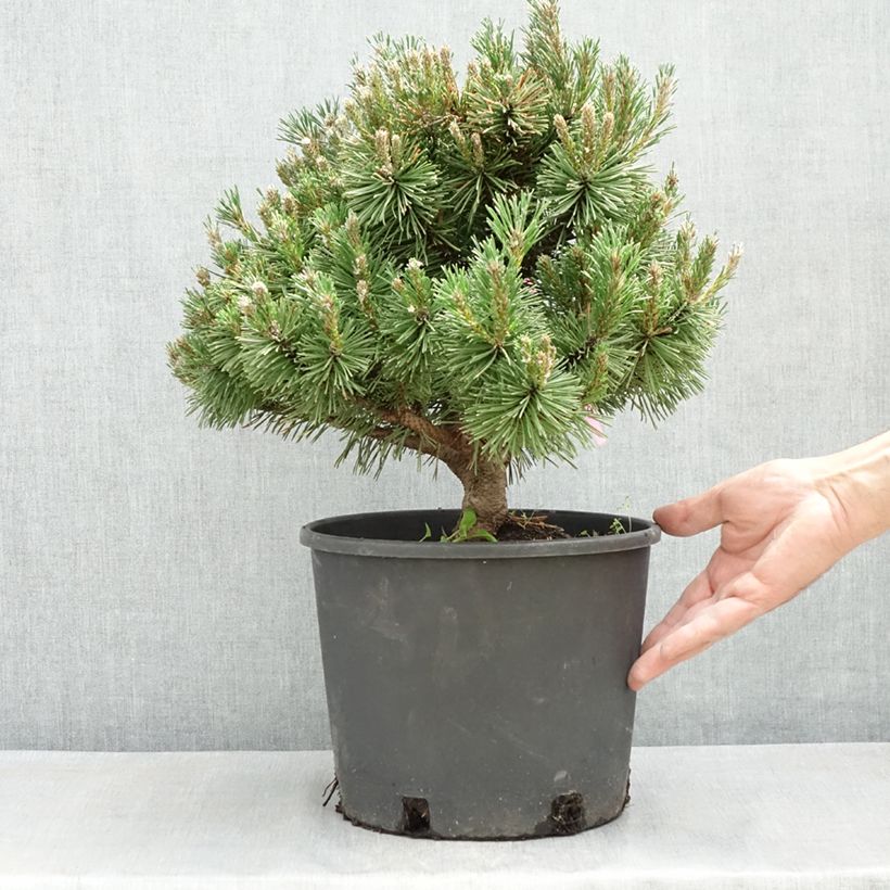 Amostra de Pinus mugo Humpy Vaso de 7,5 L/10 L tal como entregue na primavera