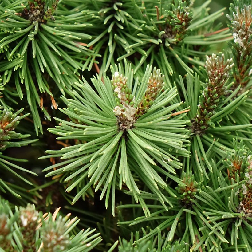 Pinus mugo Humpy (Folhagem)