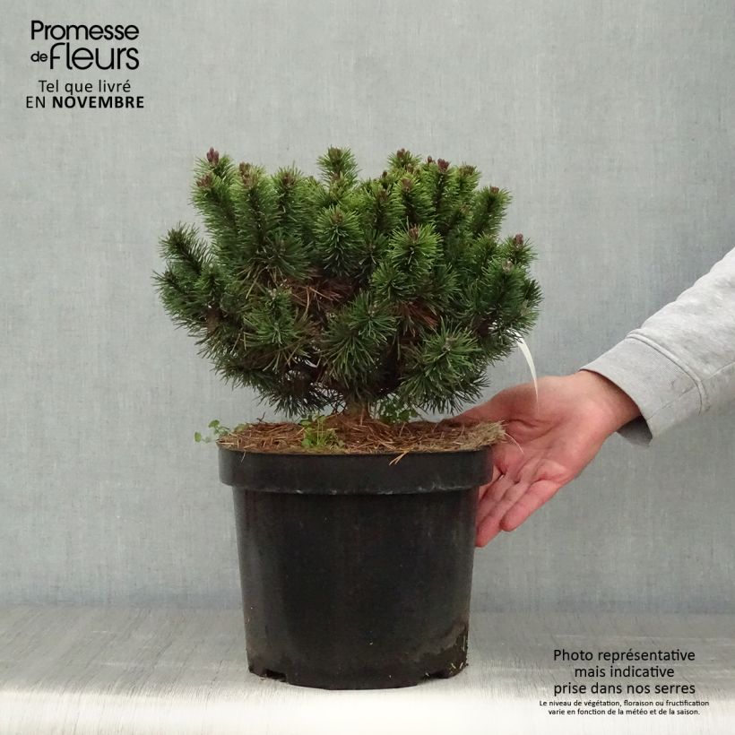 Amostra de Pinus mugo Mops Vaso de 4 L/5 L tal como entregue no outono
