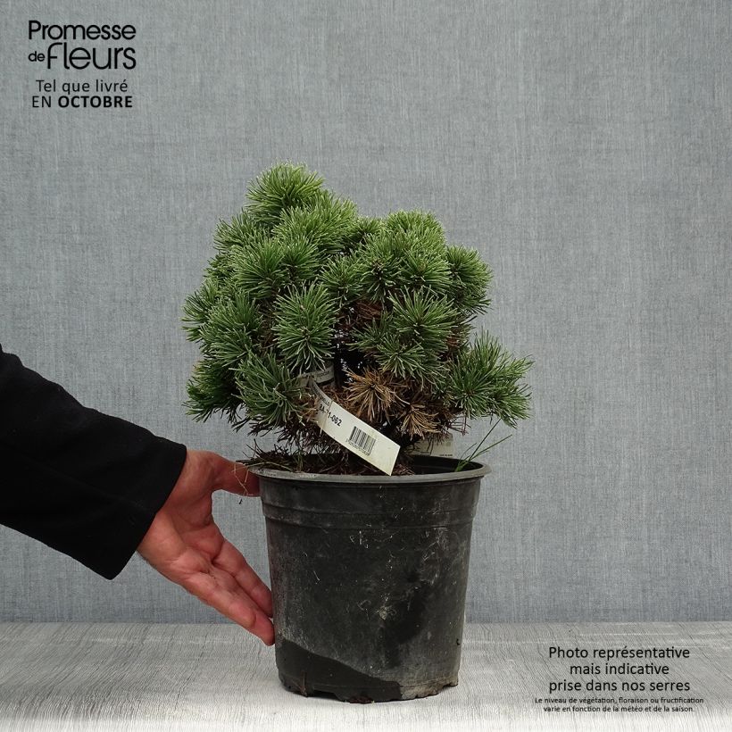 Amostra de Pinus mugo Picobello Vaso de 2 L/3 L tal como entregue no outono
