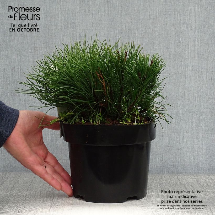 Amostra de Pinus mugo var. pumilio Vaso de 2 L/3 L tal como entregue no outono