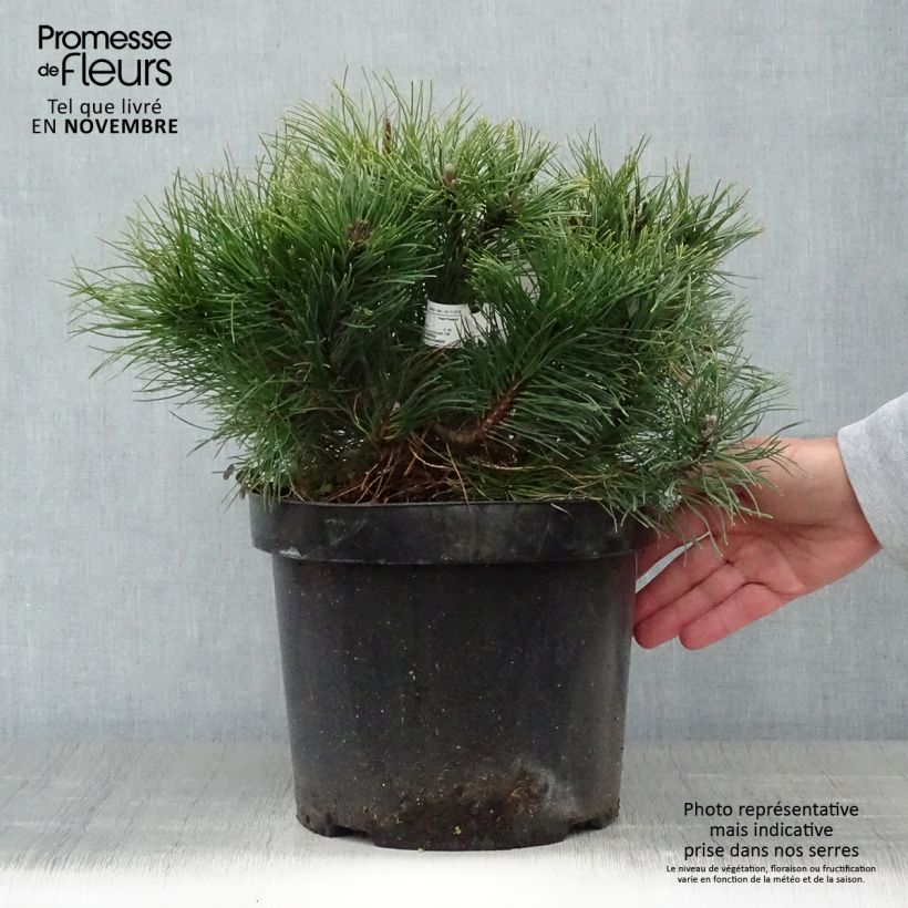 Amostra de Pinus mugo var. pumilio Vaso de 7,5 L/10 L tal como entregue no outono