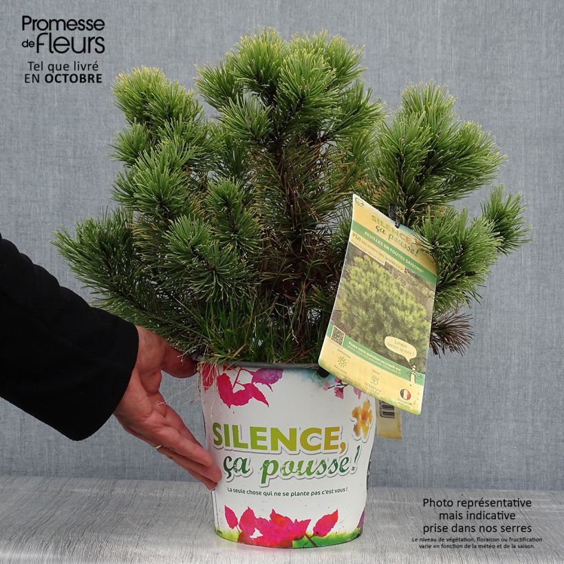 Amostra de Pinus mugo Winter Gold Vaso de 2 L/3 L tal como entregue no outono
