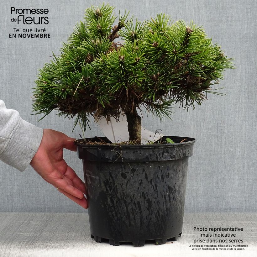 Amostra de Pinus nigra Agnes Brégeon Vaso de 6 L/7 L tal como entregue no outono