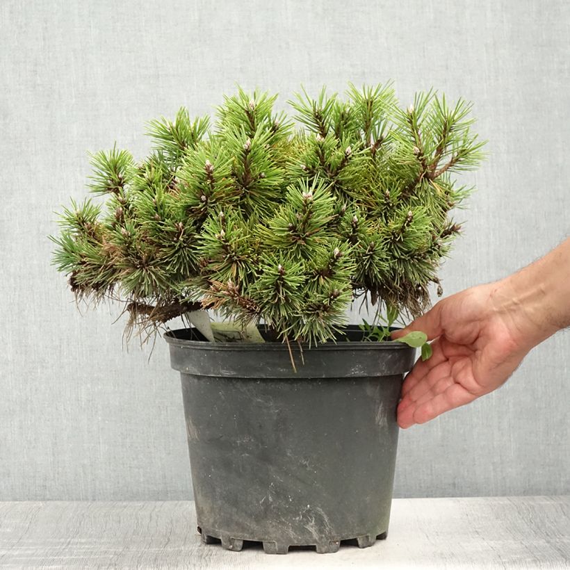 Amostra de Pinus nigra Agnes Brégeon Vaso de 6 L/7 L tal como entregue no verão
