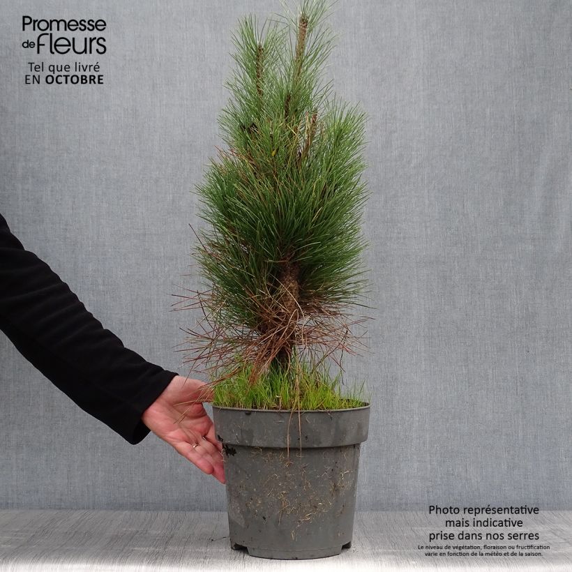 Amostra de Pinus nigra Green Tower Vaso de 7,5 L/10 L tal como entregue no outono