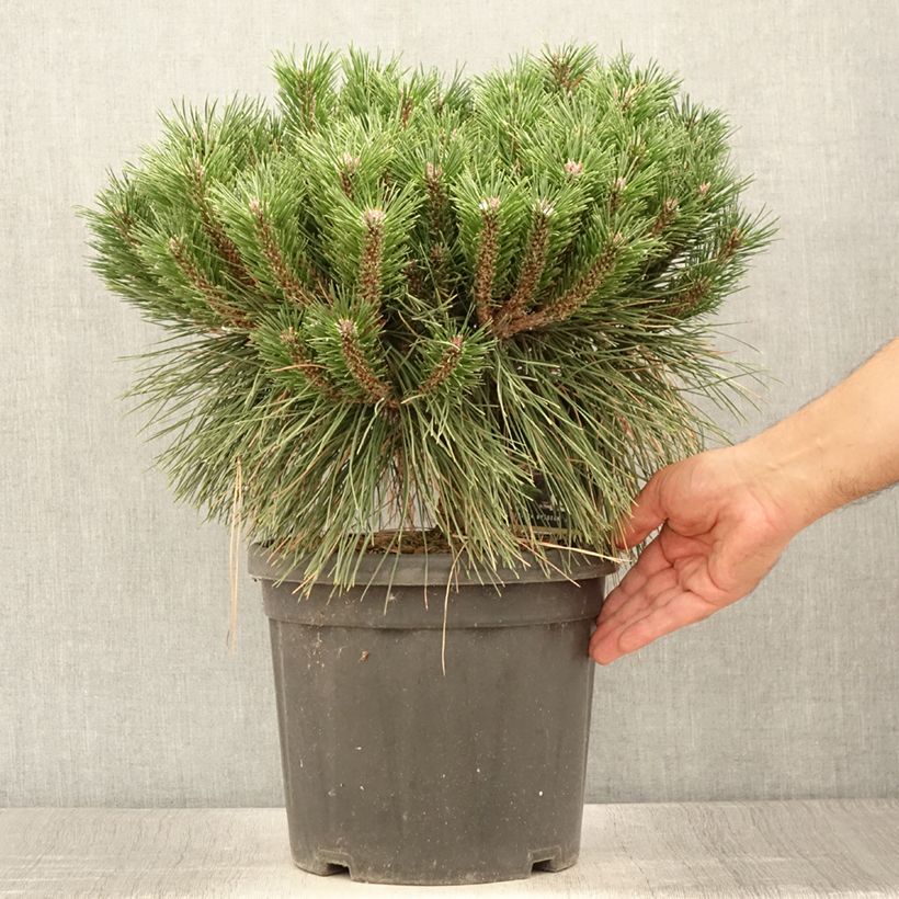 Amostra de Pinus nigra Pierrick Brégeon Vaso de 7,5 L/10 L tal como entregue no verão