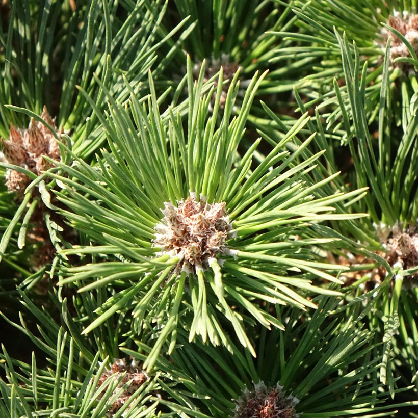 Pinus nigra Pierrick Brégeon (Folhagem)