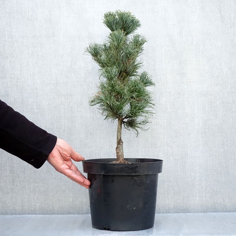 Amostra de Pinus parviflora Azumi Goye Vaso de 7,5 L/10 L tal como entregue no outono