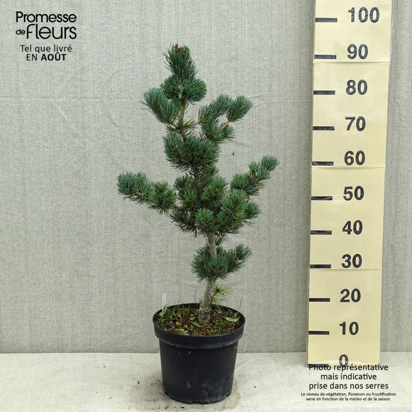 Amostra de Pinus parviflora Azumi Goye Vaso de 7,5 L/10 L tal como entregue no verão