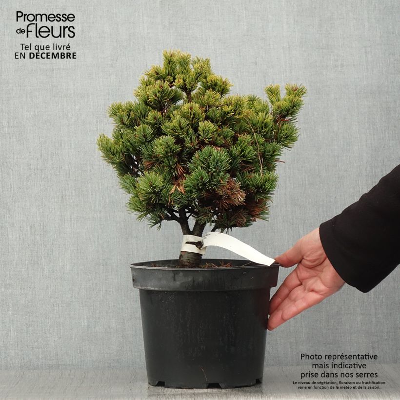 Amostra de Pinus parviflora Beran Vaso de 4 L/5 L tal como entregue no outono