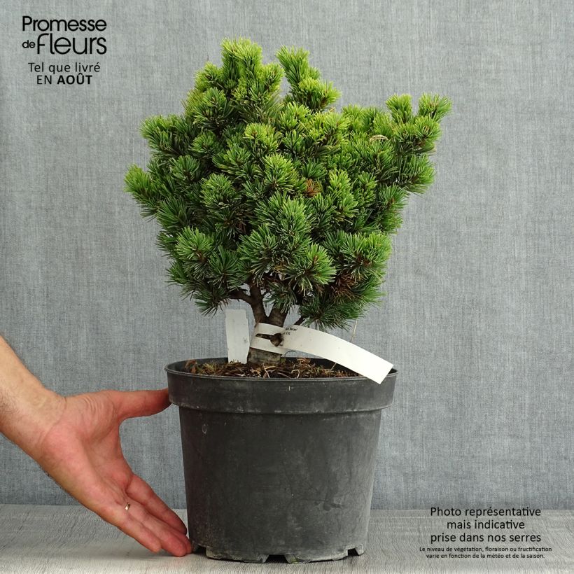 Amostra de Pinus parviflora Beran Vaso de 4 L/5 L tal como entregue no verão
