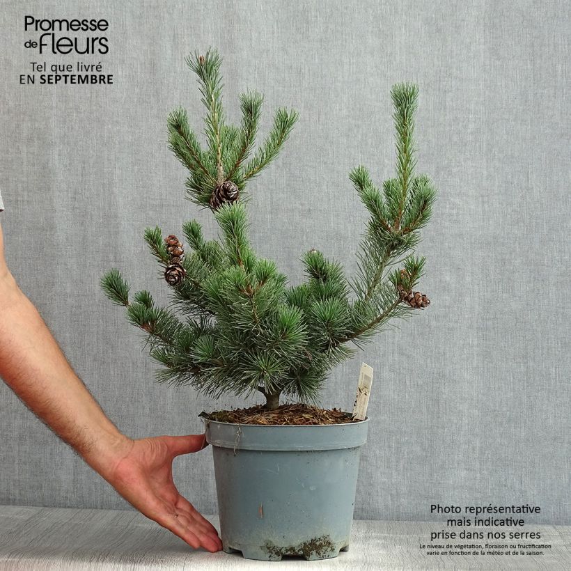 Amostra de Pinus parviflora Glauca Vaso de 4 L/5 L tal como entregue no verão