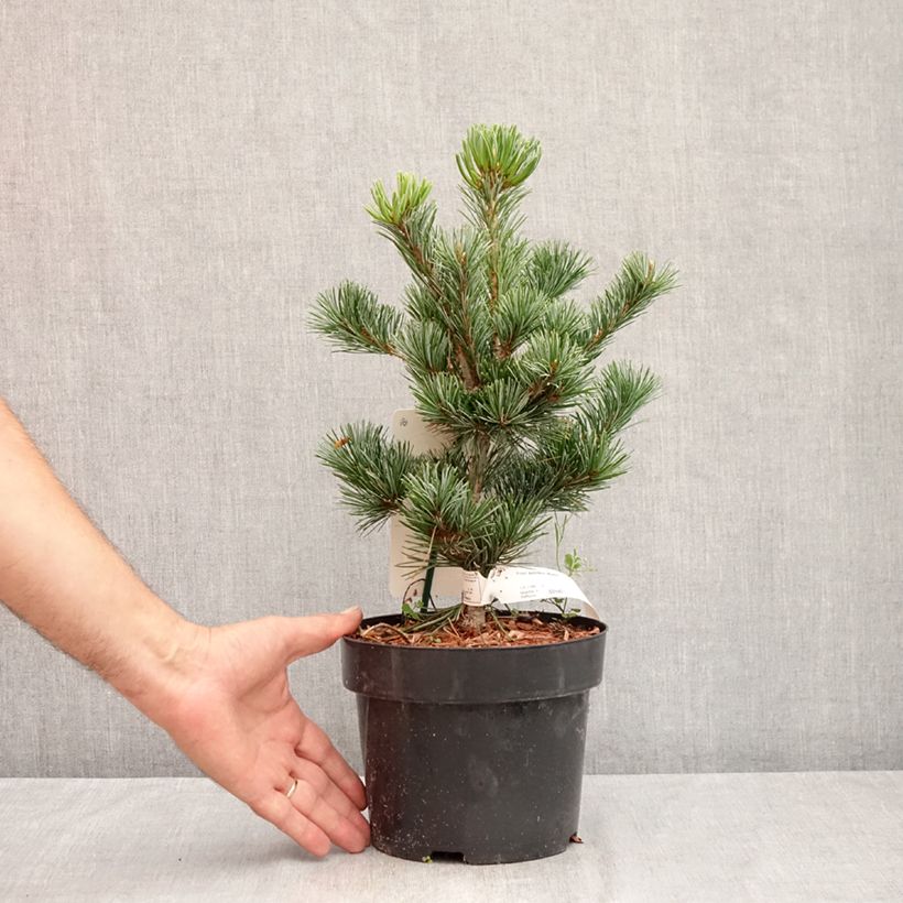 Amostra de Pinus parviflora Negishi Vaso de 2 L/3 L tal como entregue no verão