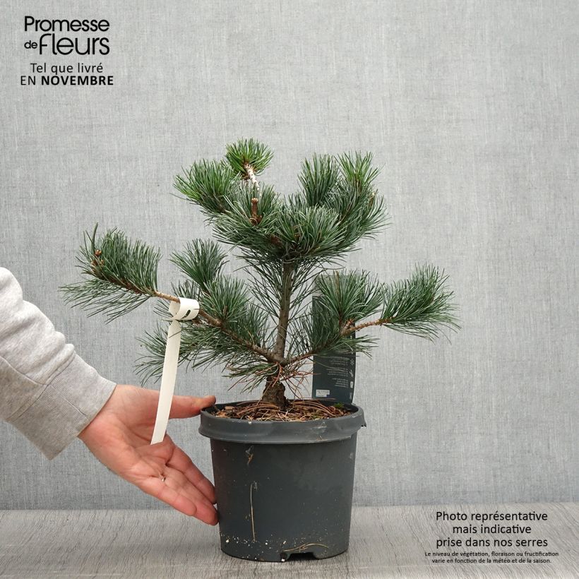Amostra de Pinus parviflora Negishi Vaso de 4 L/5 L tal como entregue no outono