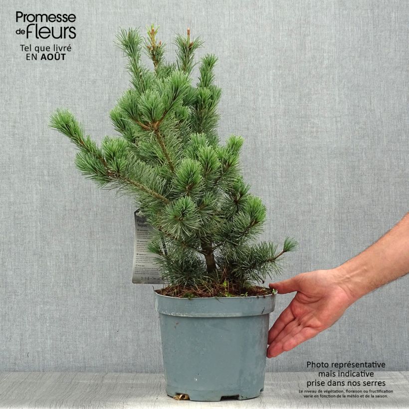 Amostra de Pinus parviflora Negishi Vaso de 4 L/5 L tal como entregue no verão