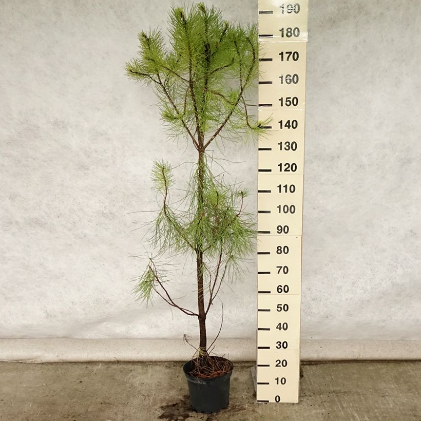 Amostra de Pinus pinaster - Pinheiro-bravo Vaso de 7,5 L/10 L tal como entregue no verão