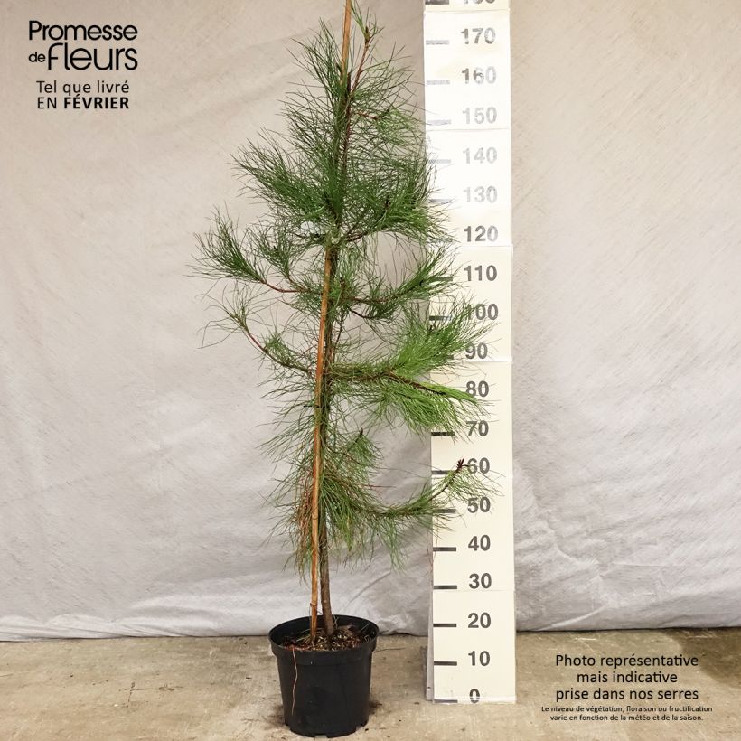 Amostra de Pinus pinaster - Pinheiro-bravo Vaso de 7,5 L/10 L tal como entregue no inverno