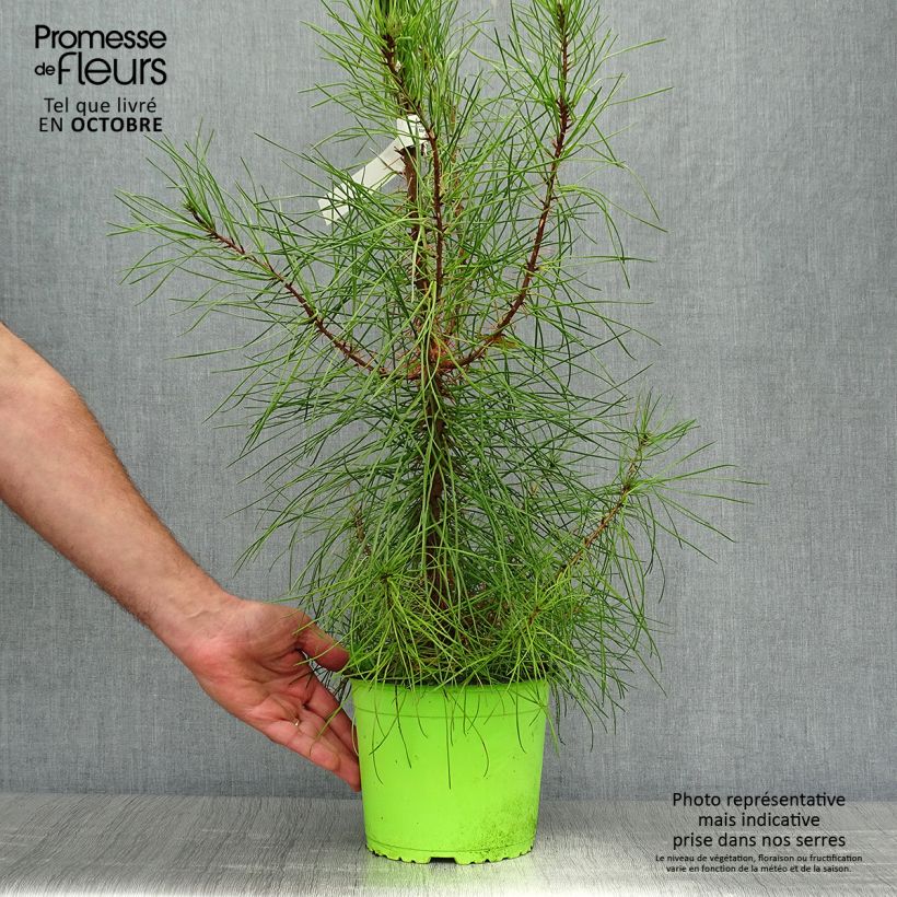 Amostra de Pinus pinaster - Pinheiro-bravo Vaso de 2 L/3 L tal como entregue no outono