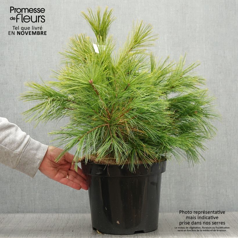 Amostra de Pinus strobus Minima Vaso de 7,5 L/10 L tal como entregue no outono