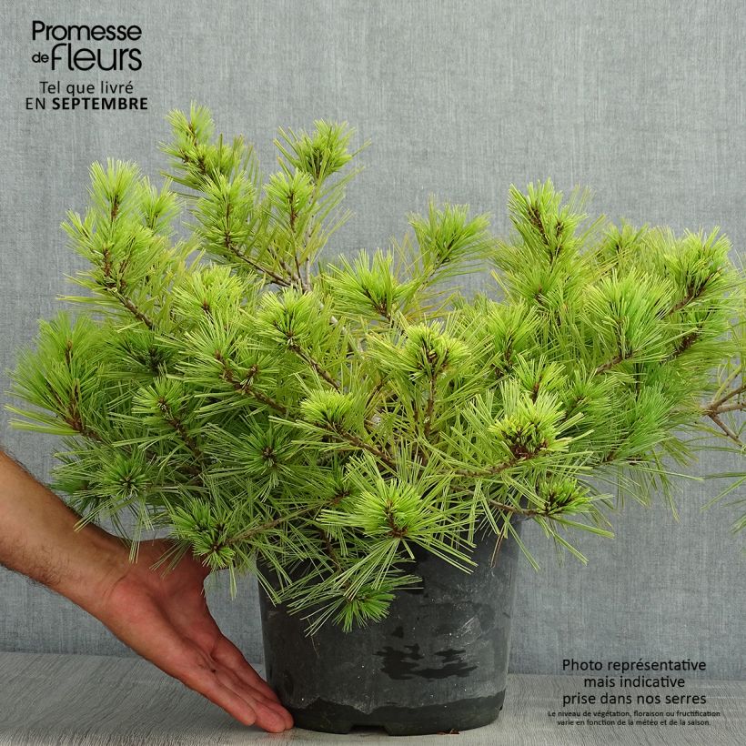 Amostra de Pinus strobus Minima Vaso de 7,5 L/10 L tal como entregue no verão