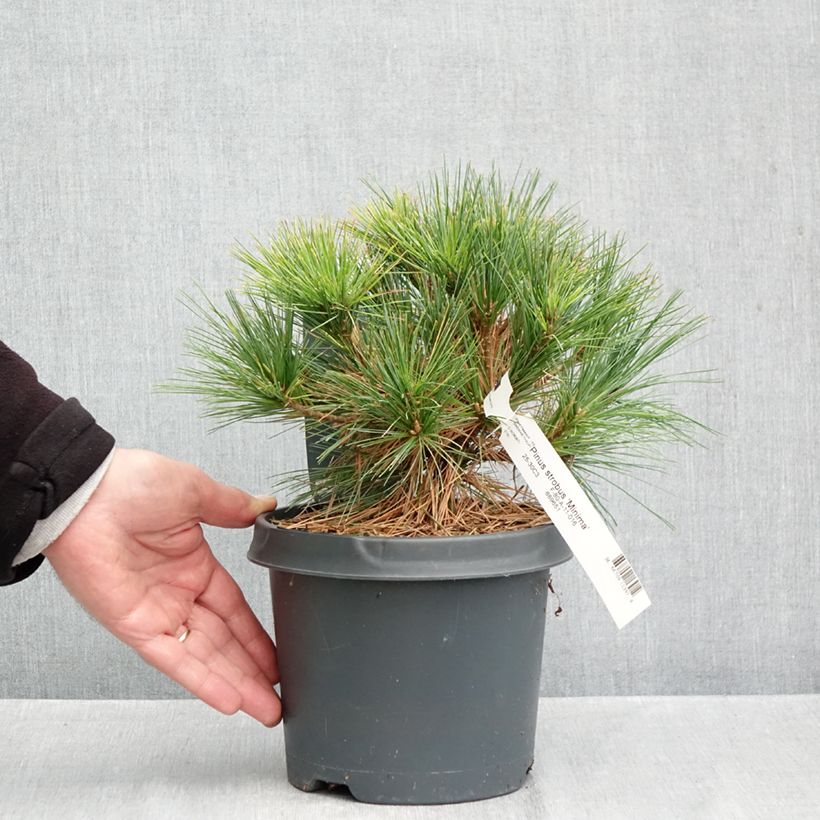 Amostra de Pinus strobus Minima Vaso de 2 L/3 L tal como entregue no outono