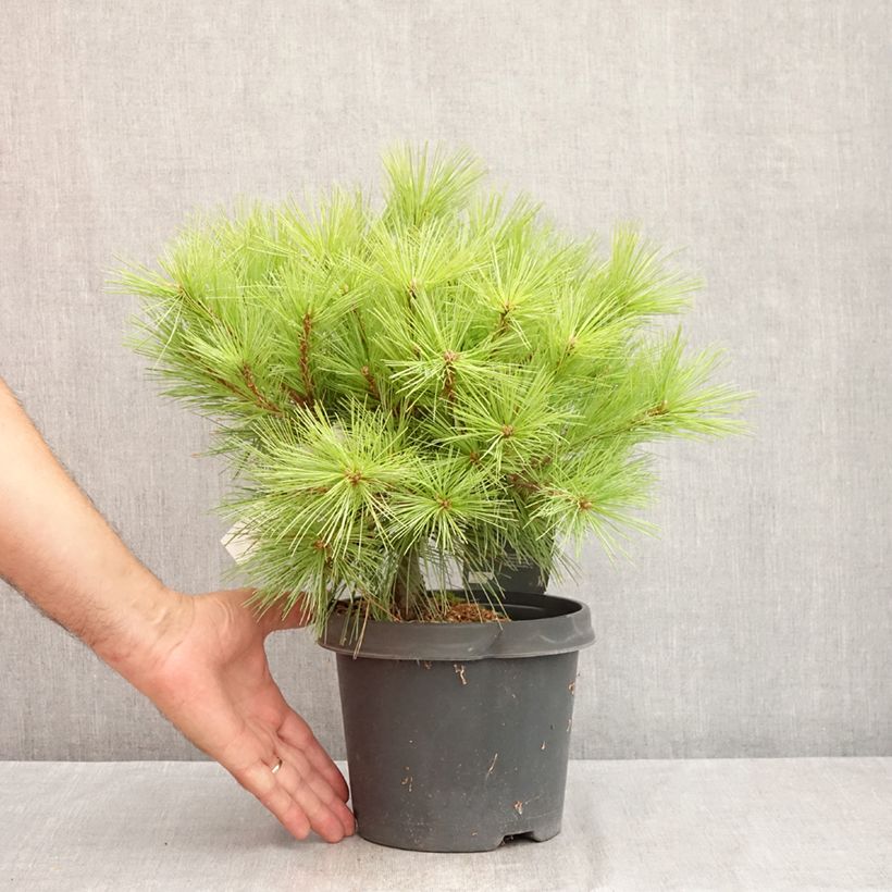 Amostra de Pinus strobus Minima - Pin de Weymouth Vaso de 2 L/3 L tal como entregue no verão