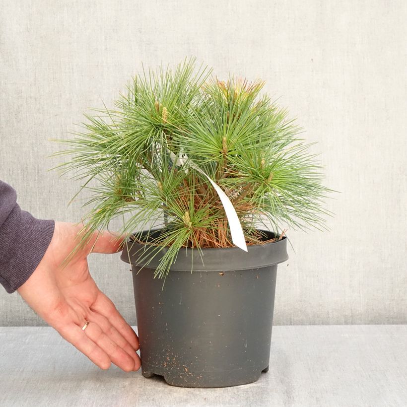 Amostra de Pinus strobus Minima Vaso de 2 L/3 L tal como entregue na primavera