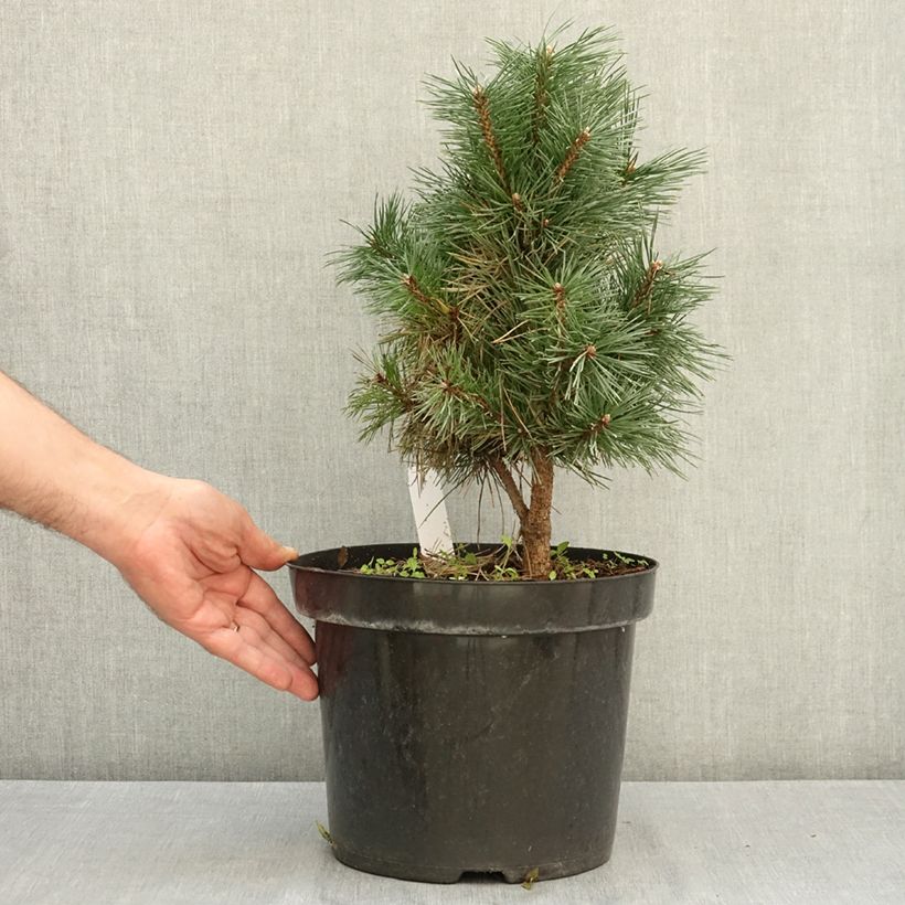 Amostra de Pinus sylvestris Watereri Vaso de 7,5 L/10 L tal como entregue no verão