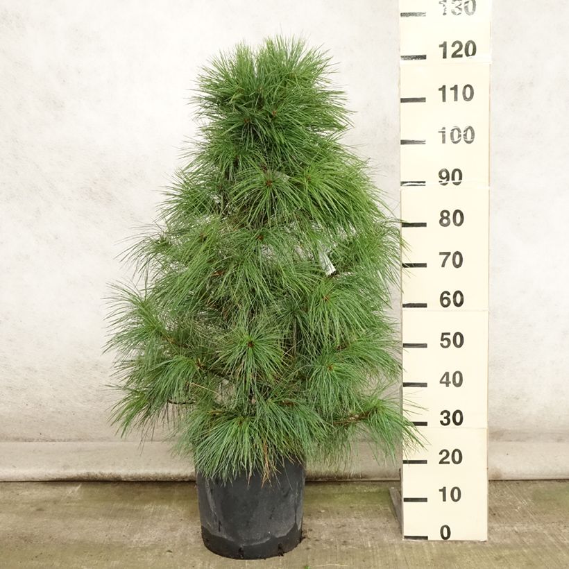 Amostra de Pinus wallichiana - Pinheiro-do-Himalaia Vaso de 18 L/20 L tal como entregue no verão