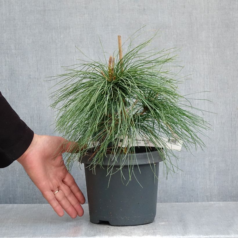 Amostra de Pinus wallichiana - Pinheiro-do-Himalaia Vaso de 3 L/4 L tal como entregue no outono
