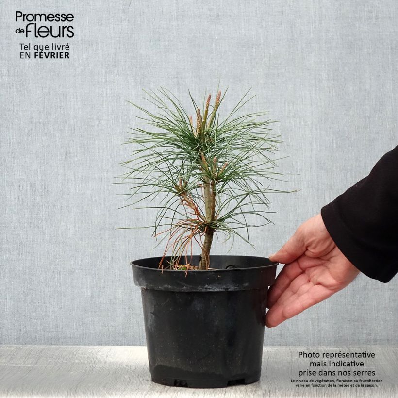 Amostra de Pinus wallichiana - Pinheiro-do-Himalaia Vaso de 3 L/4 L tal como entregue no inverno