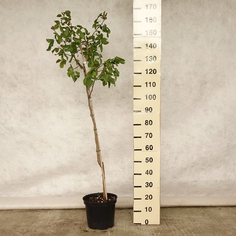 Amostra de Árvore de pistacho fêmea Kerman Vaso de 7,5 L/10 L, Meia haste tal como entregue no verão