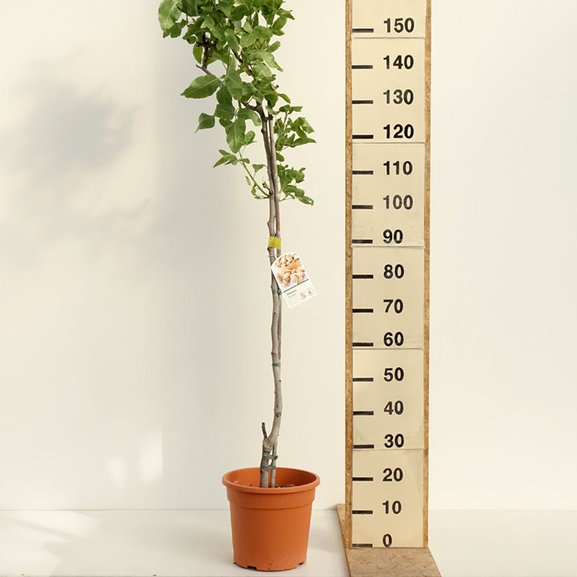 Amostra de Árvore de pistacho fêmea Kerman Vaso de 7,5 L/10 L, Meia haste tal como entregue na primavera