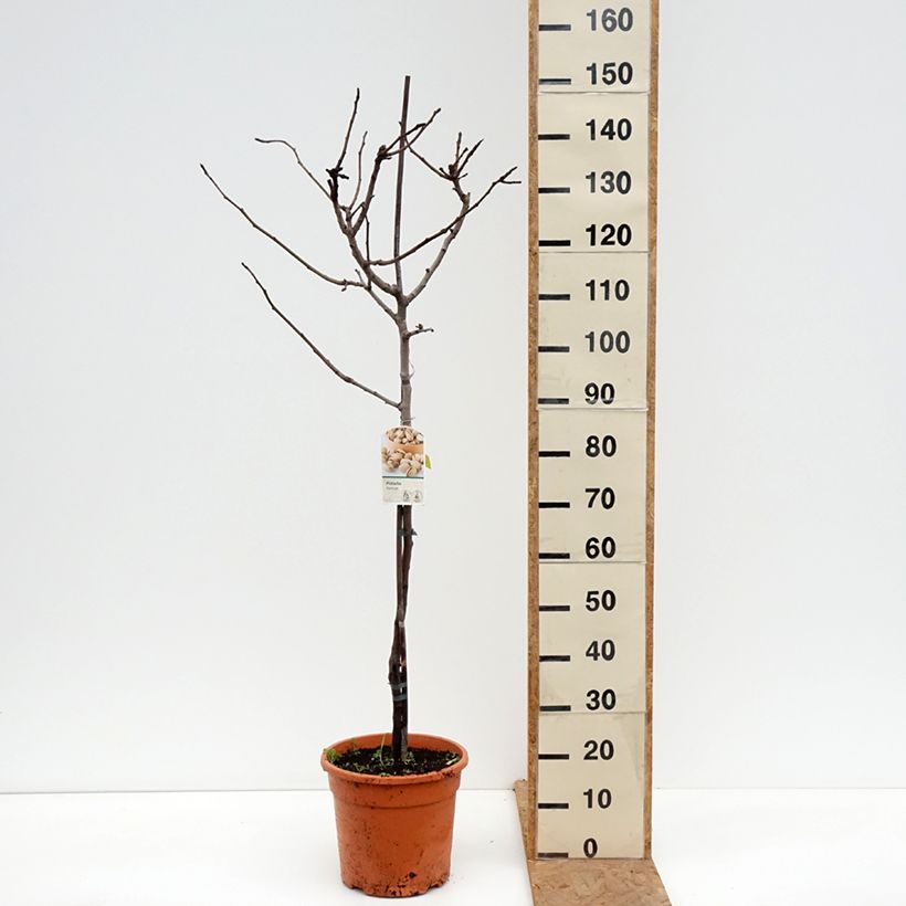 Amostra de Árvore de pistacho fêmea Kerman Vaso de 7,5 L/10 L, Meia haste tal como entregue no outono