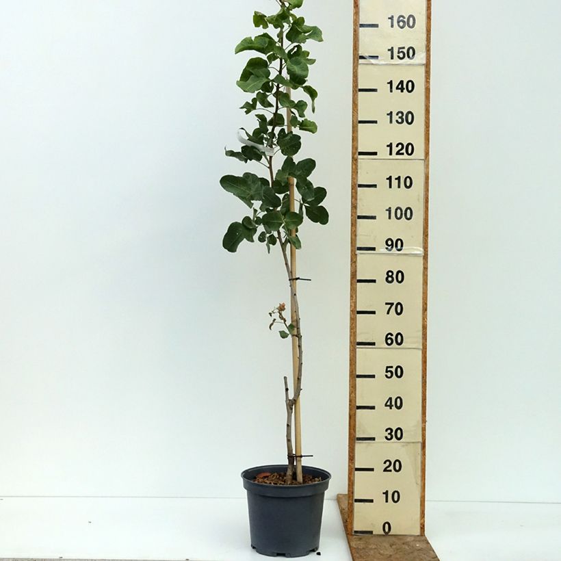 Amostra de Árvore de pistacho macho Peterns Vaso de 7,5 L/10 L, Meia haste tal como entregue no verão