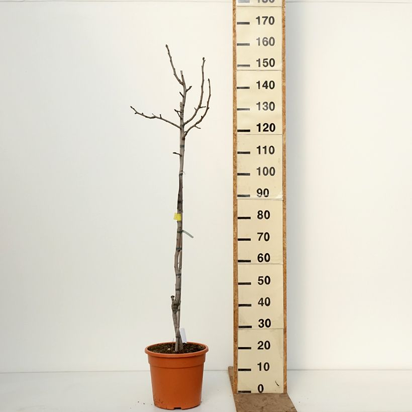 Amostra de Árvore de pistacho macho Peterns Vaso de 7,5 L/10 L, Meia haste tal como entregue no inverno