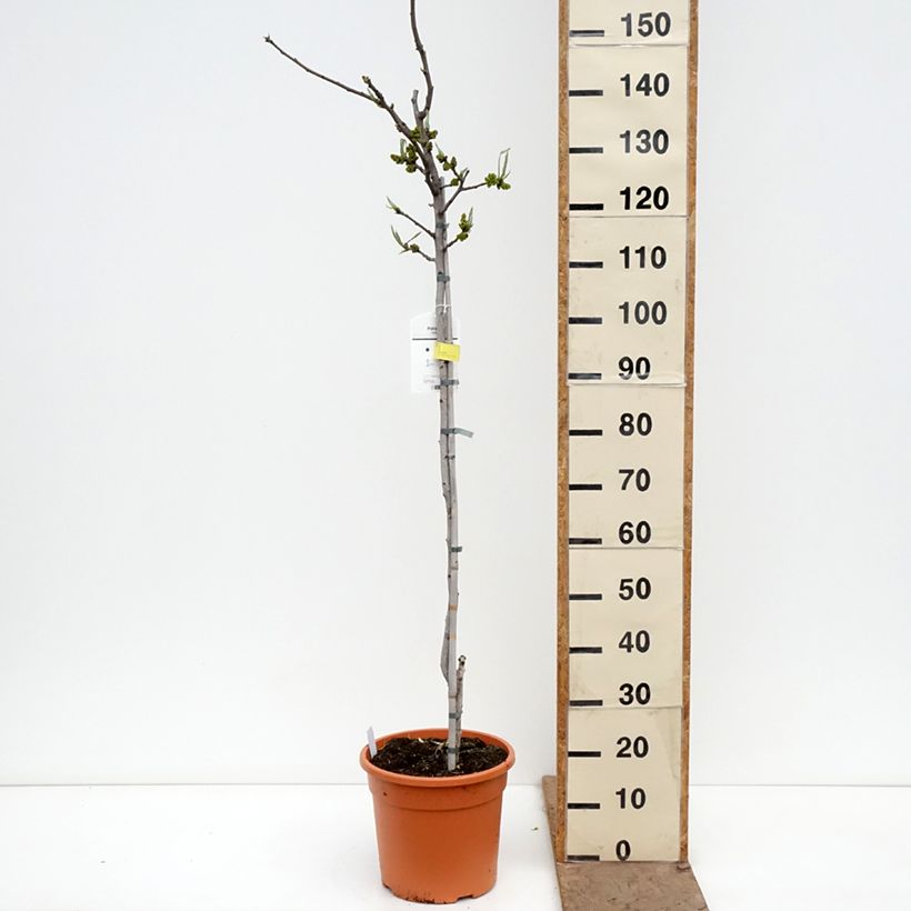 Amostra de Árvore de pistacho macho Peterns Vaso de 7,5 L/10 L, Meia haste tal como entregue na primavera