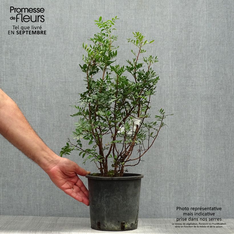 Amostra de Pistacia lentiscus - Aroeira Vaso de 2 L/3 L tal como entregue no outono