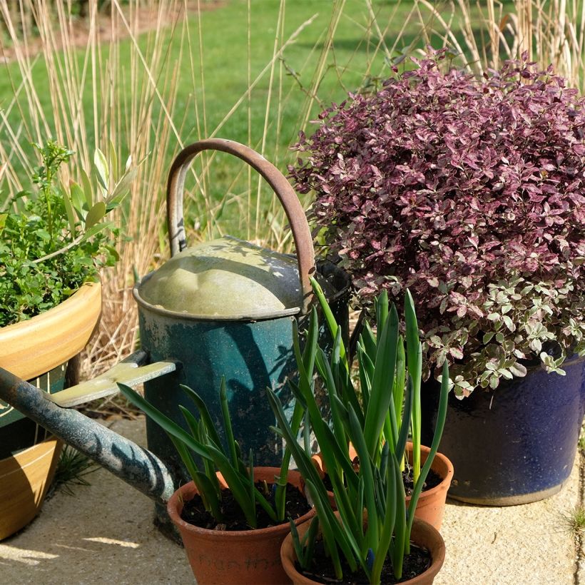 Pitósporo negro Bannow Bay (Hábito)