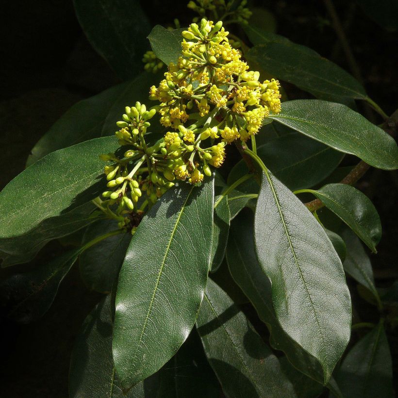 Pittosporum daphniphylloides (Floração)