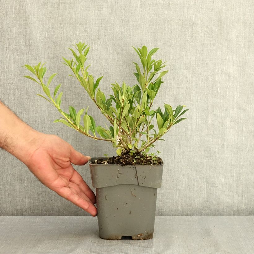Amostra de Pitósporo Green Mound Vaso de 2 L/3 L tal como entregue no verão