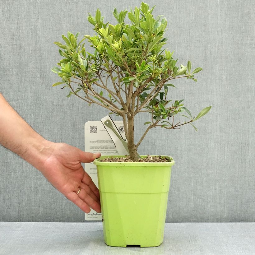 Amostra de Pitósporo Green Mound Vaso de 3 L/4 L tal como entregue no verão