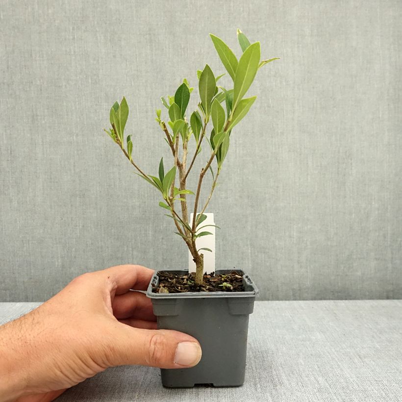 Amostra de Pitósporo heterophyllum - Pitósporo-de-folhas-variáveis Vaso de 8/9 cm tal como entregue no verão