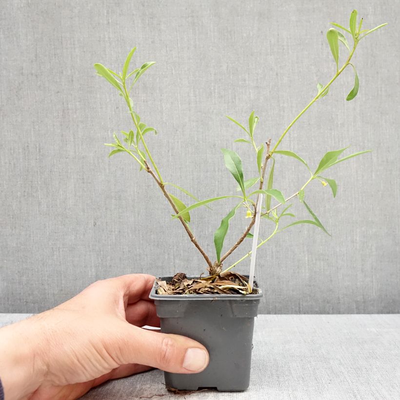 Amostra de Pitósporo heterophyllum - Pitósporo-de-folhas-variáveis Vaso de 8/9 cm tal como entregue na primavera