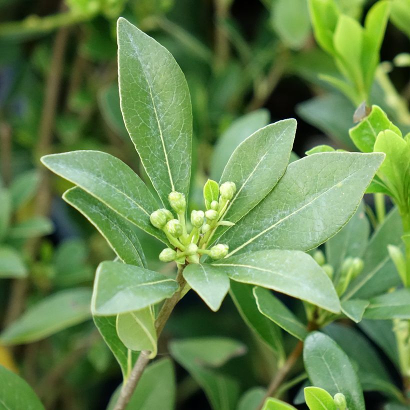 Pitósporo heterophyllum Quissac (Folhagem)