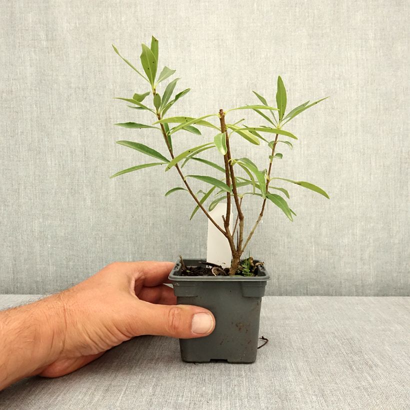 Amostra de Pitósporo heterophyllum Quissac Vaso de 8/9 cm tal como entregue no verão