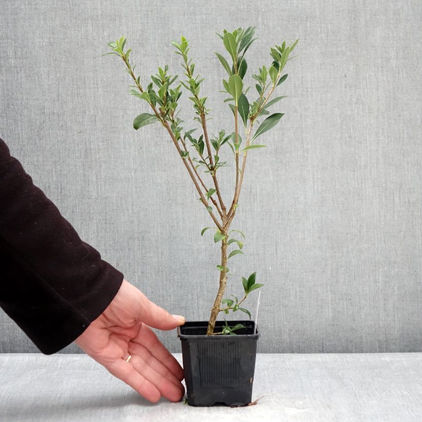 Amostra de Pitósporo heterophyllum Quissac Vaso de 8/9 cm tal como entregue no inverno